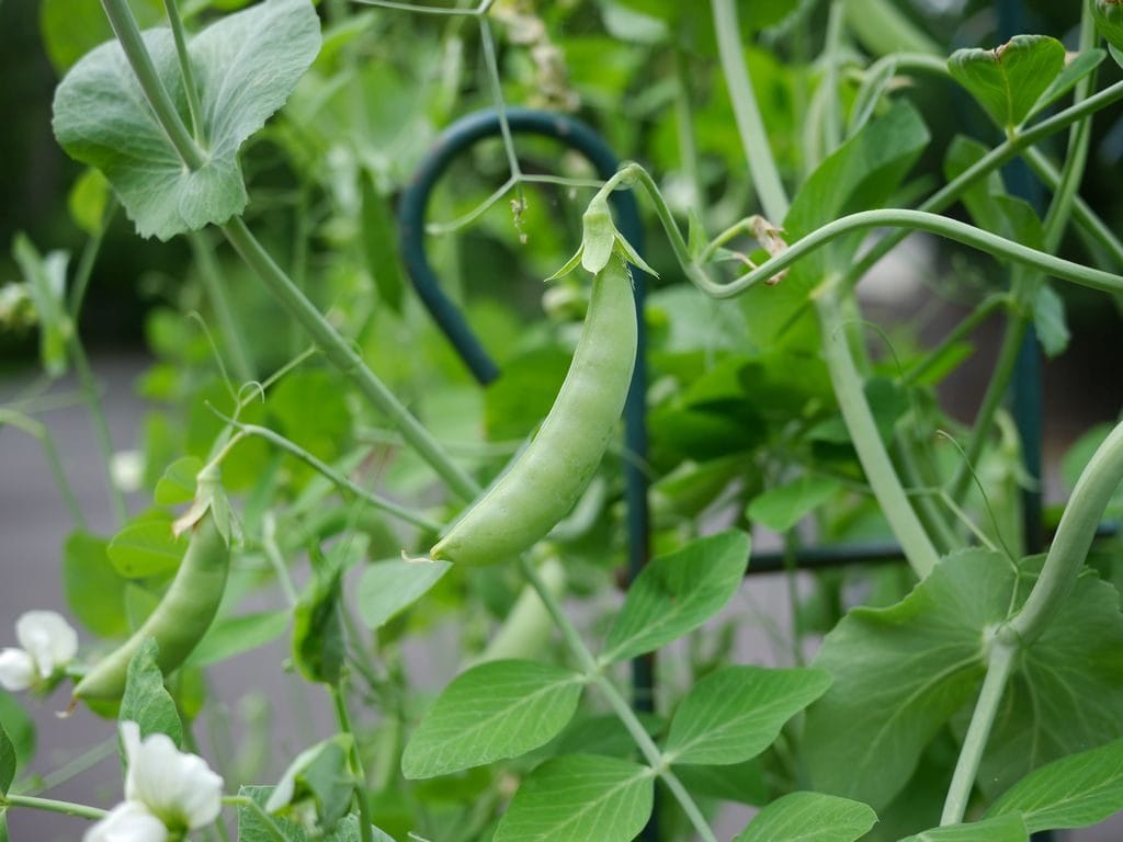 snap peas