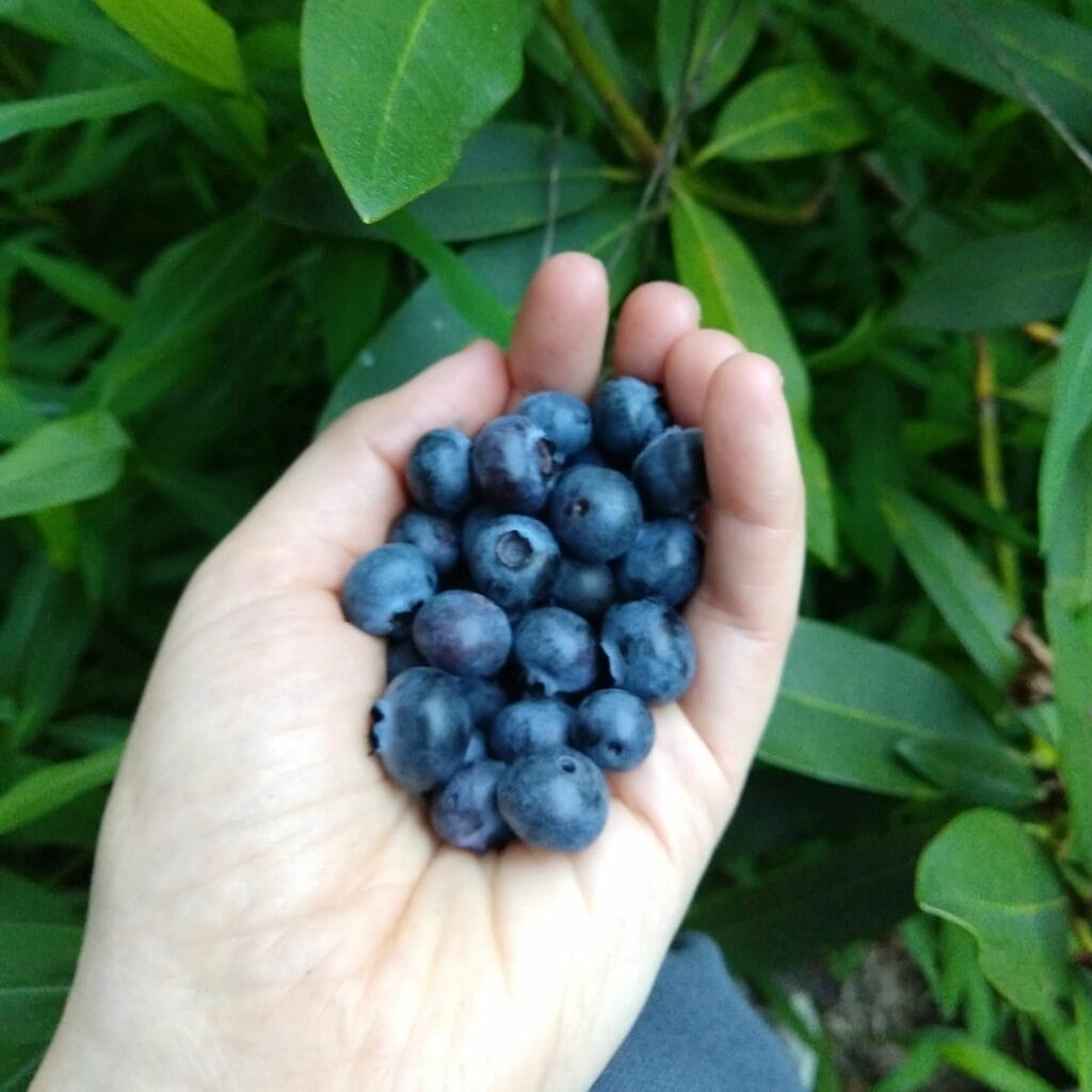 picture of blueberries