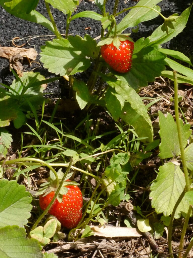 Strawberry plants