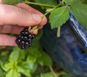 small blackberry on the vine
