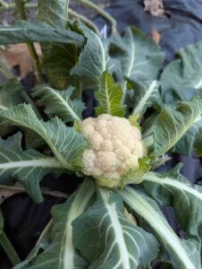 small cauliflower from my garden