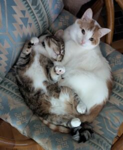 Two snuggling cats